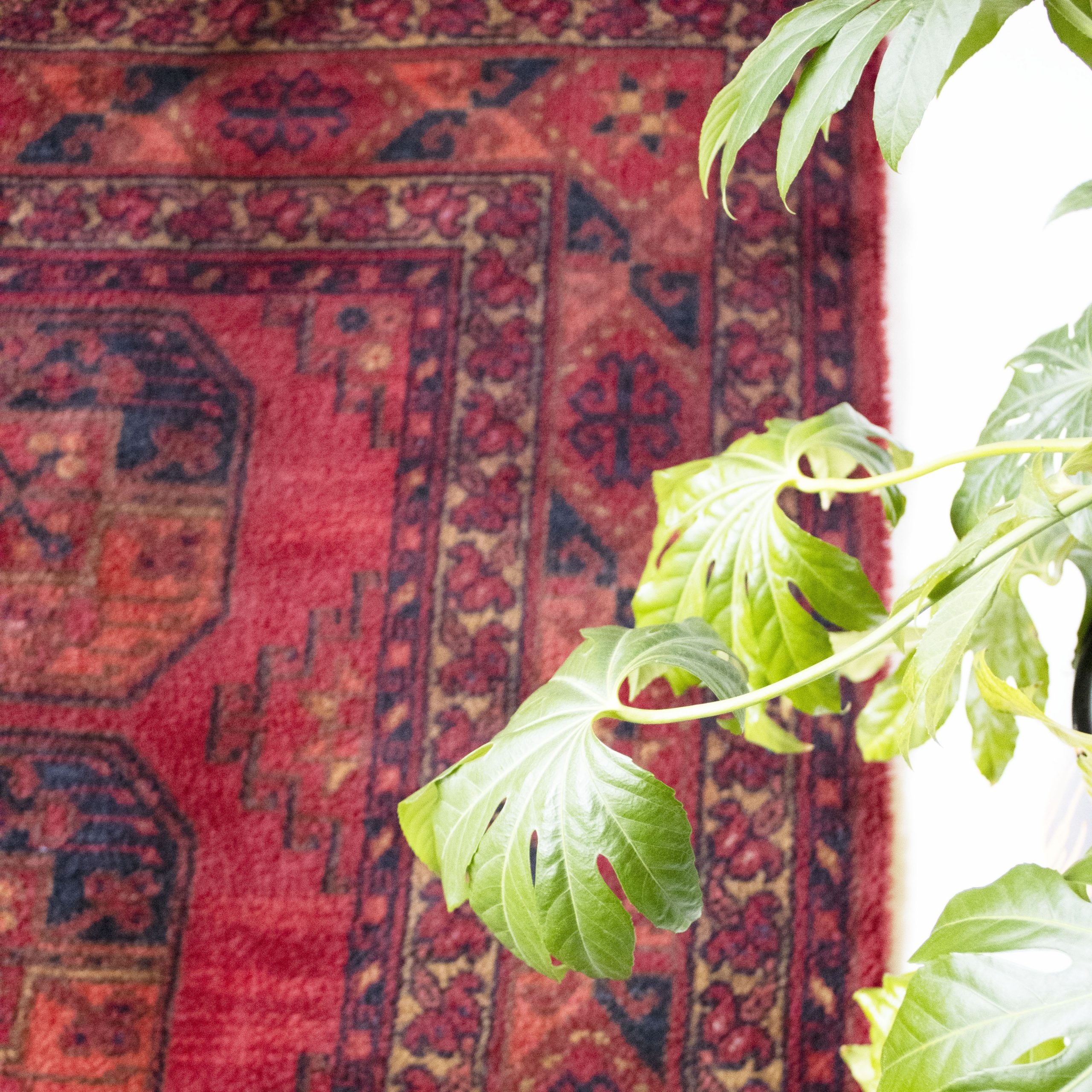 erven vasthouden Strippen Vintage tapijt donkerrood 250 x 350 - End of April - End of April  Tapijtfabrieken Bergoss tapijt